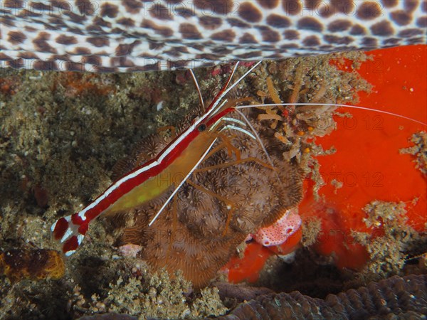 Pacific cleaner shrimp