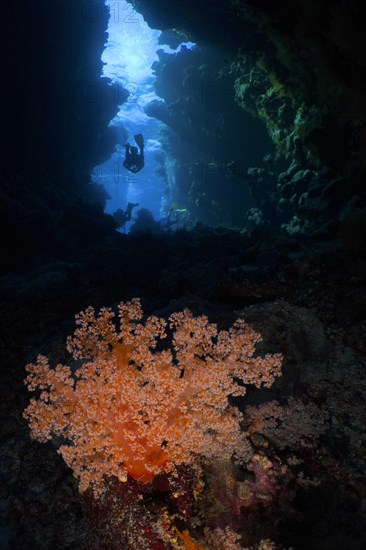 Hemprich's tree coral