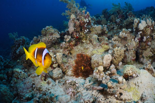 Red sea clownfish