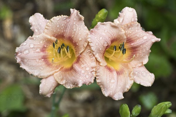 Daylily