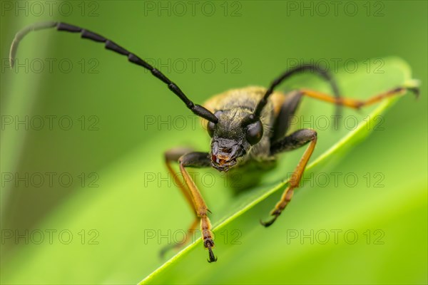 Red longhorn beetle