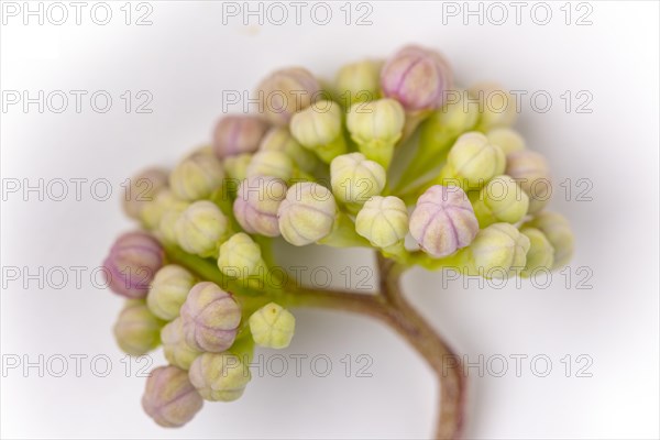 Mountain hydrangea