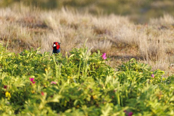 Pheasant