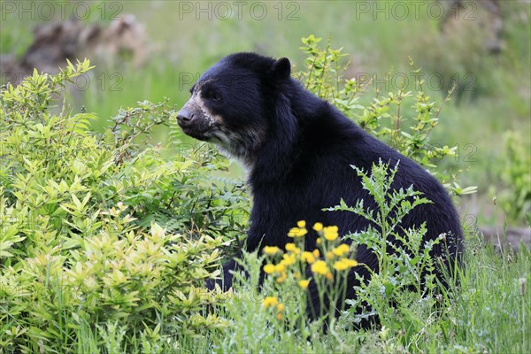 Spectacled bear