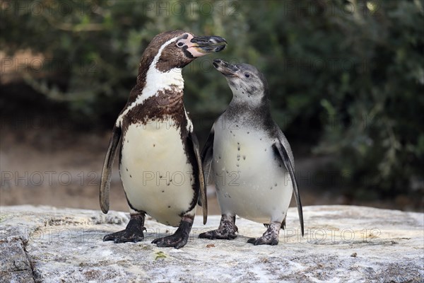 Humboldt penguin