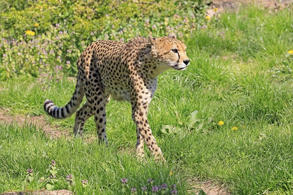 Cheetah