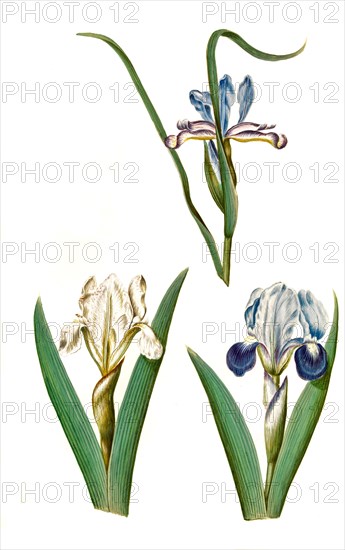 Grass Iris