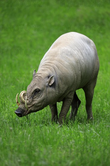 North sulawesi babirusa