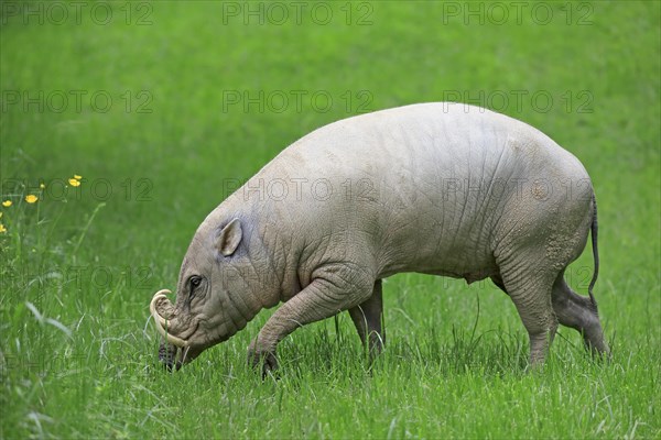 North sulawesi babirusa