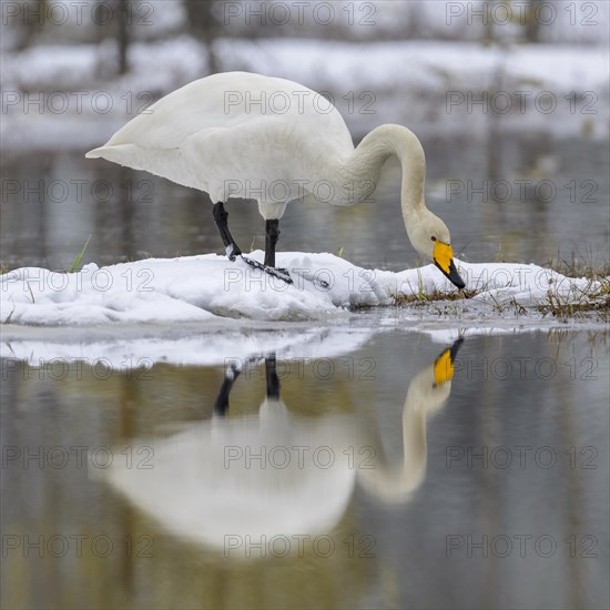 Whooper Swan