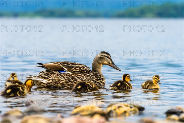 Mallard Duck