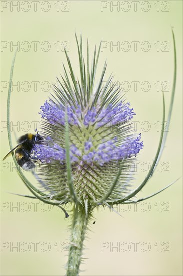 Large earth bumblebee