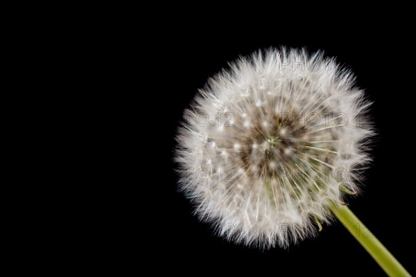 White Dandelion flower on black background