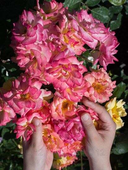 Beautiful fresh roses in hand