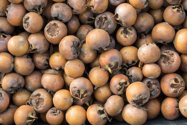 Freshly picked up ripe medlar