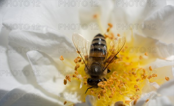 Bee is feeding on a beautiful colorful Flower pollen