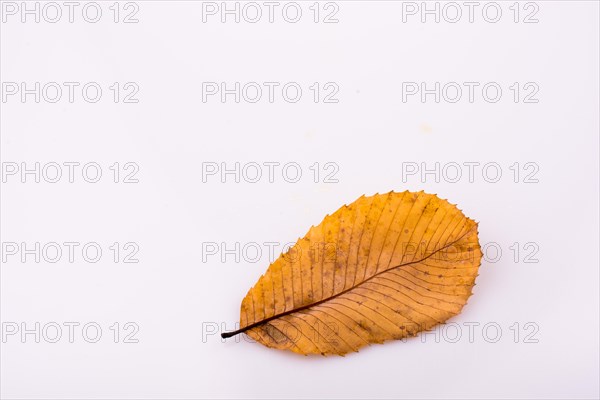 Beautiful dry autumn leaf placed on a white background