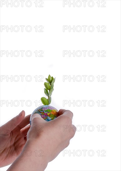 Hand holding a tree seedling on globe in hand on white background