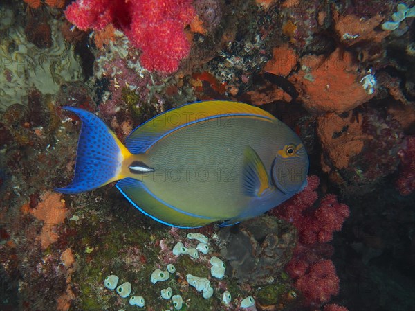 Eyestripe surgeonfish