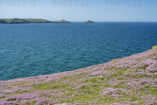 Sea thrift