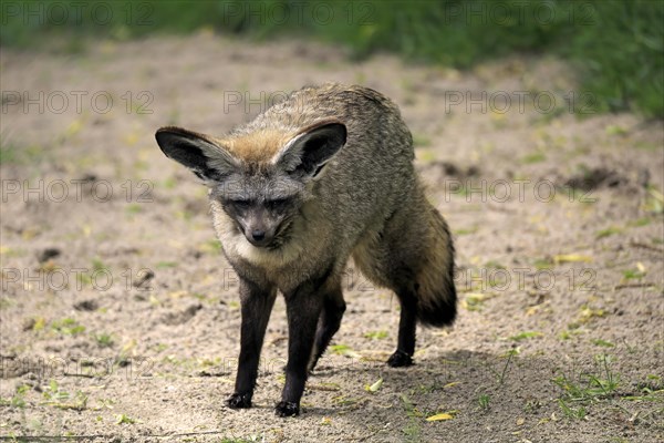 Bat-eared fox