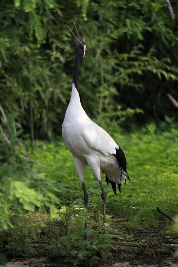 Red-crowned crane