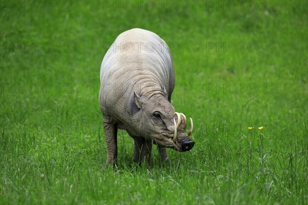 North sulawesi babirusa