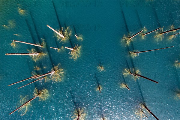 Aerial of the Kaindy lake with its dead trees