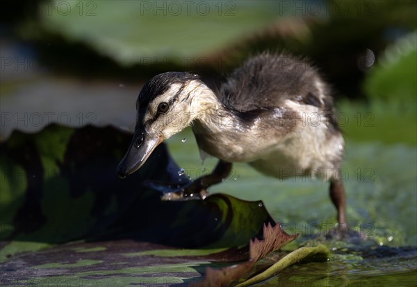 Ducklings Mallard