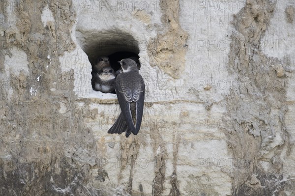 Sand martins