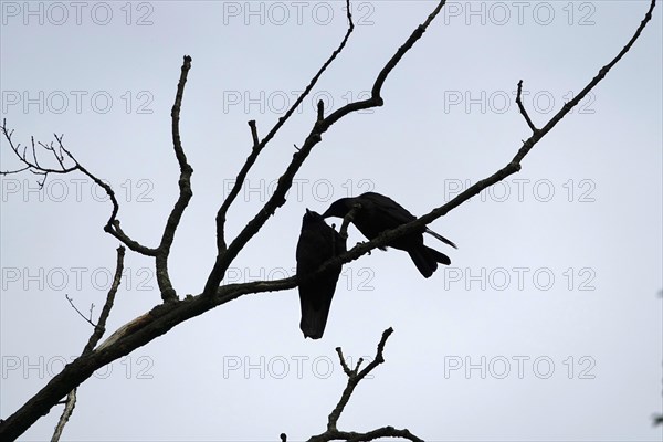 Two crows on bare branches