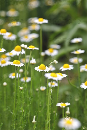 Roman chamomile