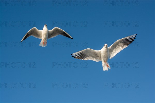 Pair of seagulls flying in the sky background