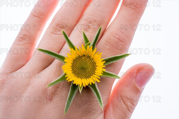 Hand holding yellow sunflower on a white background