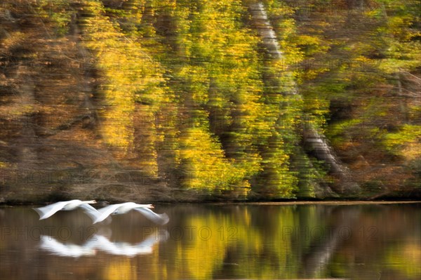 Mute swans