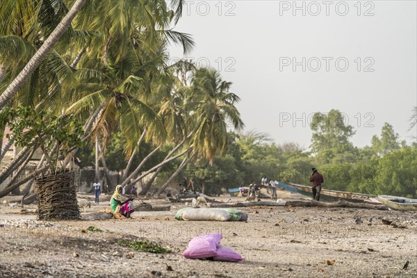 Palm trees on the riverbank near the village of Kajata