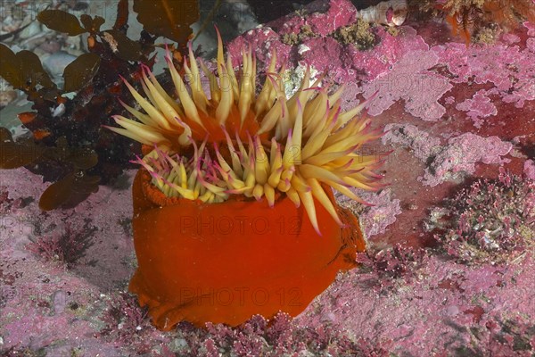 False plum anemone