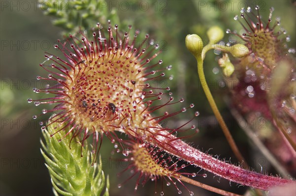 Round-leaved sundew