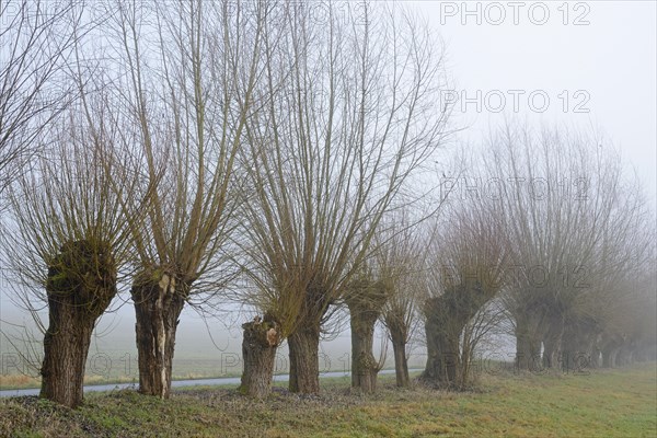 Pollarded willow