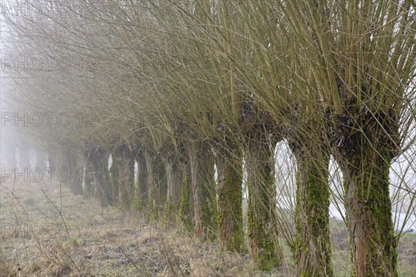 Pollarded willow