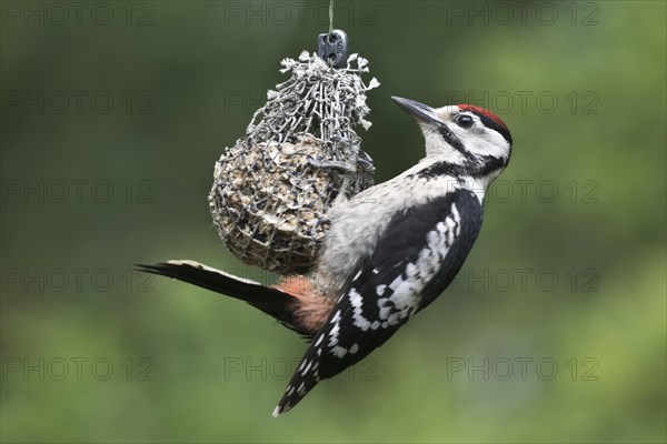 Middle Spotted Woodpecker