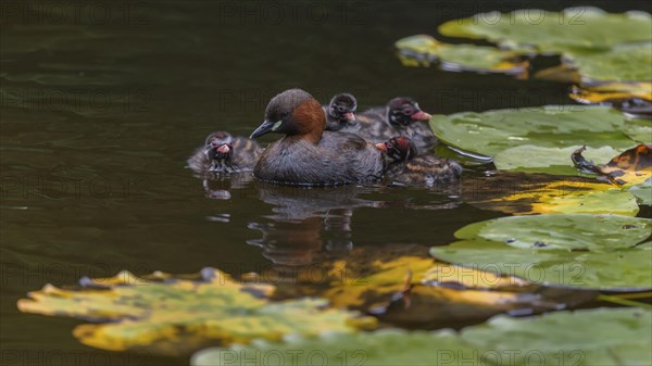 Little Grebe