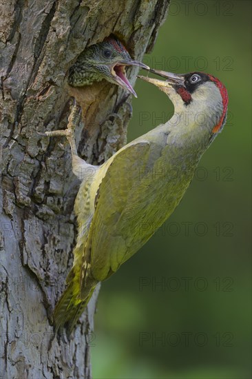 European green woodpecker