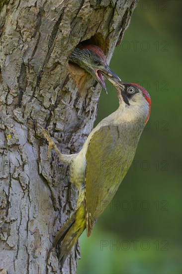 European green woodpecker