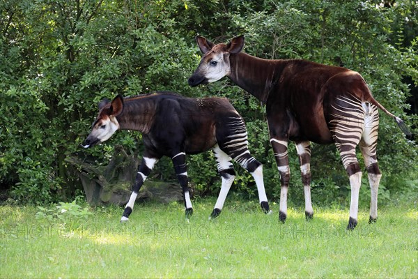 Okapi