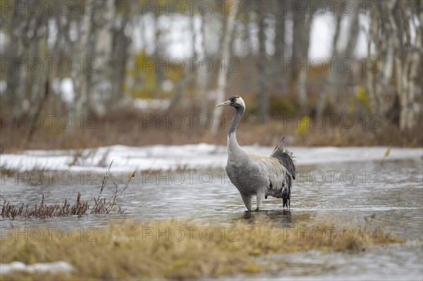 Crane