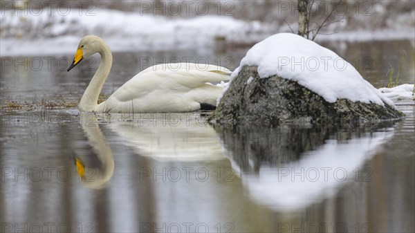 Whooper Swan