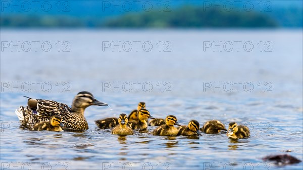 Mallard Duck