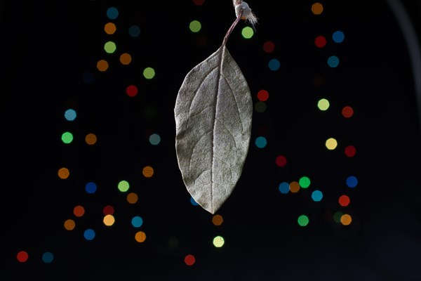 Dry leaf on a bokeh lighton a dark background