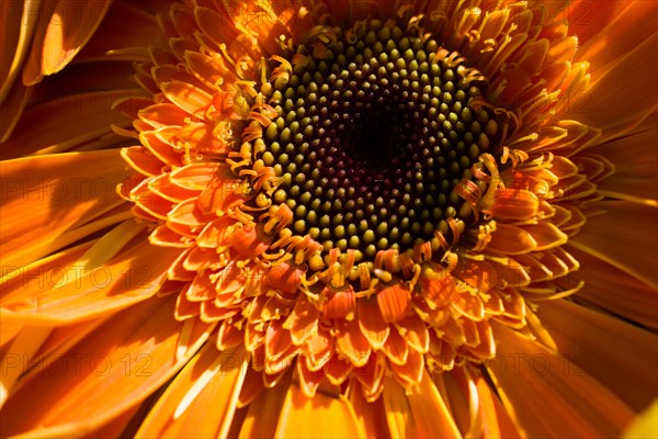Beautiful colorful natural spring flowers in macro view